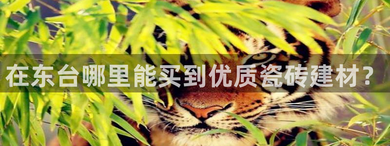 杏鑫招商总代