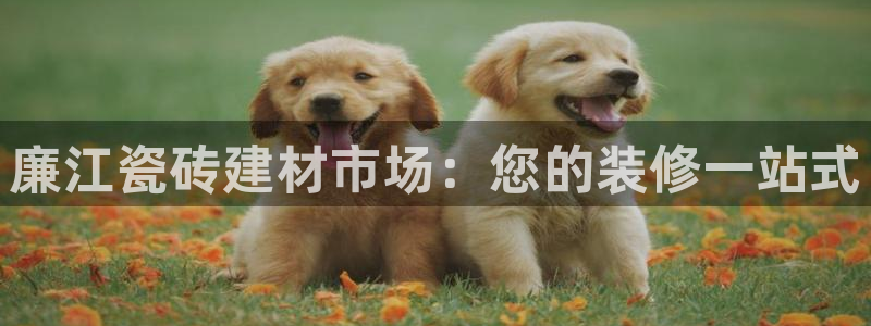 杏鑫招商总代