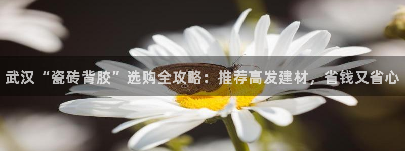 杏鑫主管