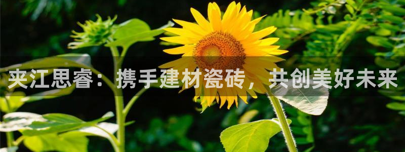 杏鑫代理注册资金多少